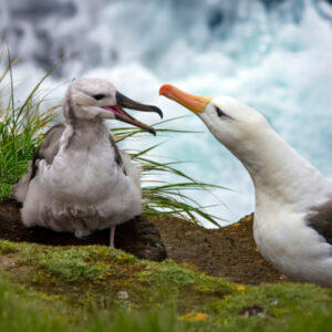 Save the albatross