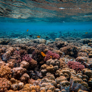 Save the corals
