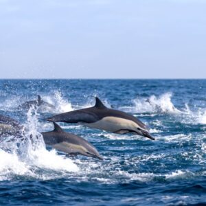Dolphin and whale watching