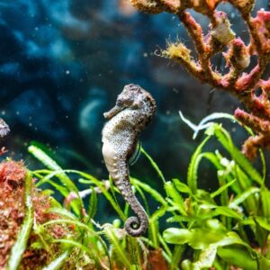 Save the seahorses