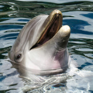 Save the dolphins
